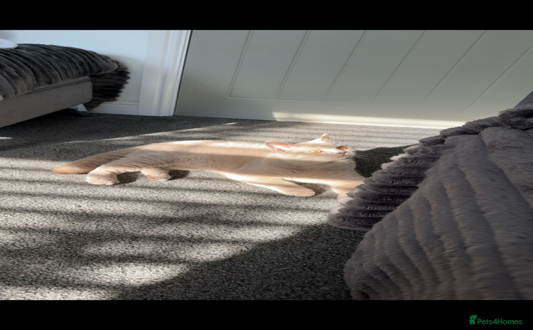 British Shorthair cats - Advert 15
