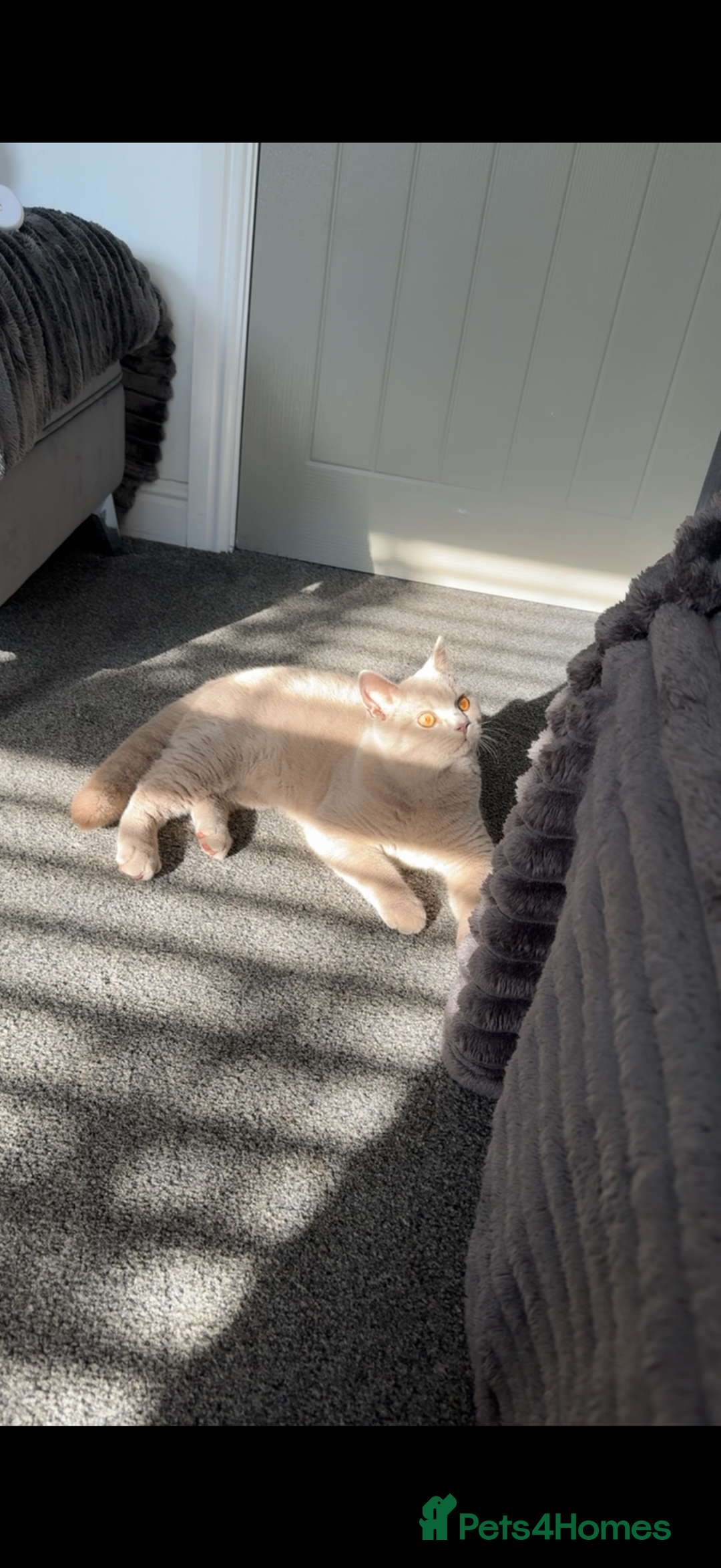 British Shorthair cats for sale: Male BsH  - Image 1