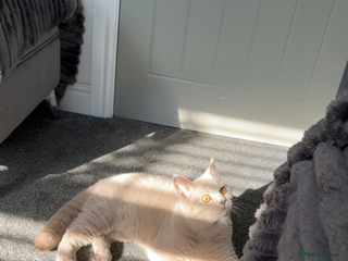 British Shorthair cats - Advert 31