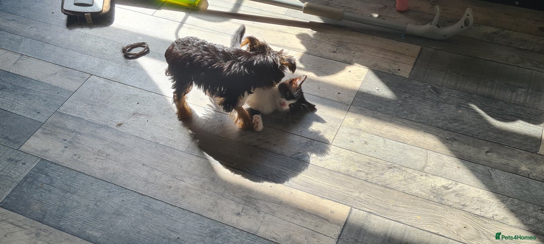 Yorkshire Terrier dogs for sale: Tiny beautiful Yorkshire Terrier - Image 3