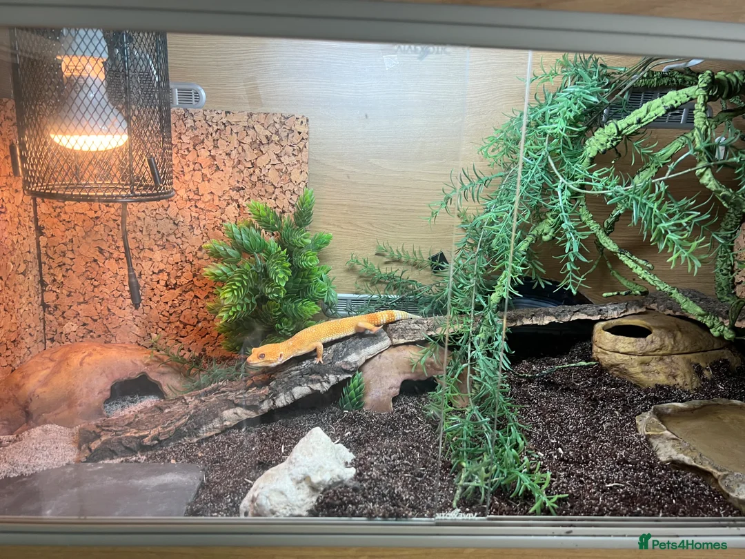 Leopard Gecko reptiles for sale: Rescue GeckoS in Cirencester - Advert 2