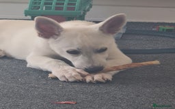 Shepsky dogs for sale: Female pup - Image 4