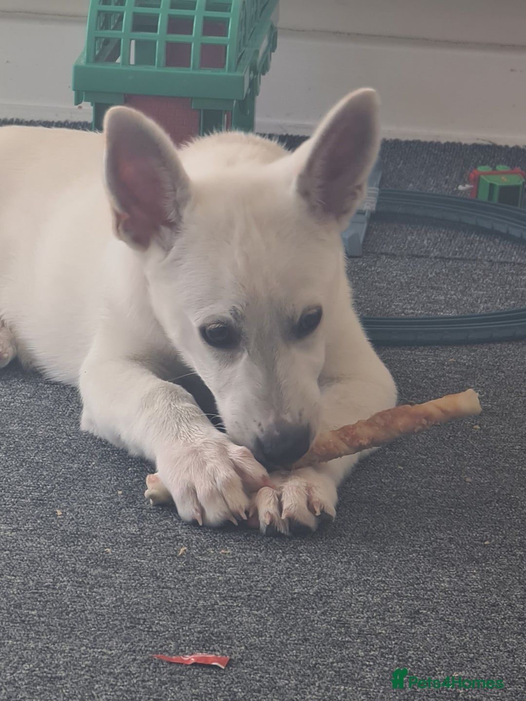 Shepsky dogs for sale: Female pup - Image 4