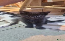 Mixed Breed cats for sale: 5 beautiful kittens - Image 14