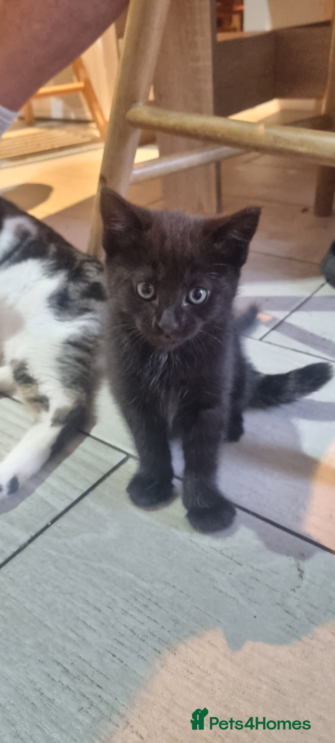 Mixed Breed cats for sale: 5 beautiful kittens - Image 14
