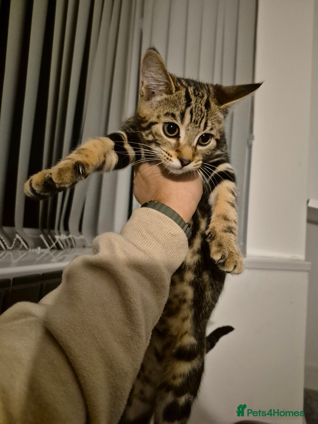 Mixed Breed cats for sale: Kittens for sale  - Image 4