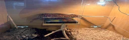 Corn Snake reptiles for sale: Female corn snake with a really large viv  - Advert 4