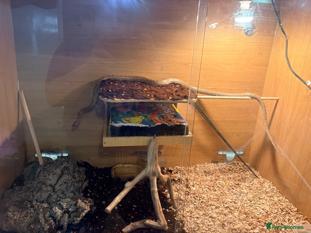 Corn Snake reptiles for sale: Female corn snake with a really large viv  - Advert 4