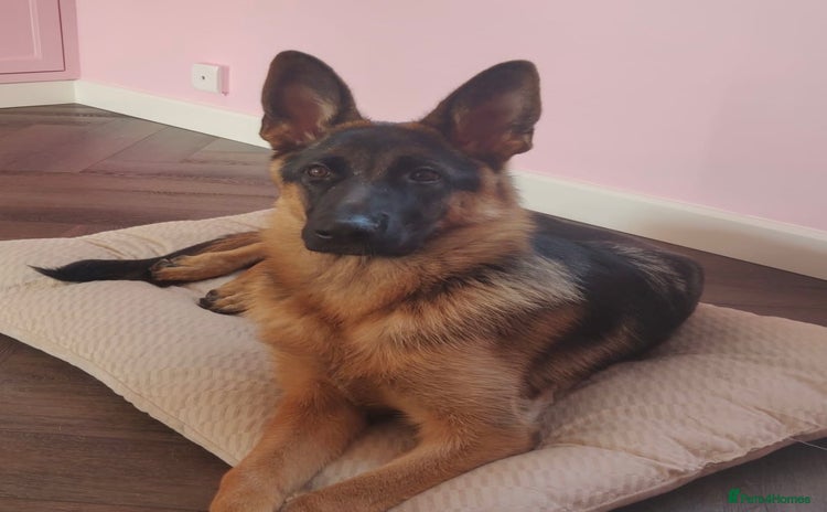 German Shepherd dogs - Advert 1