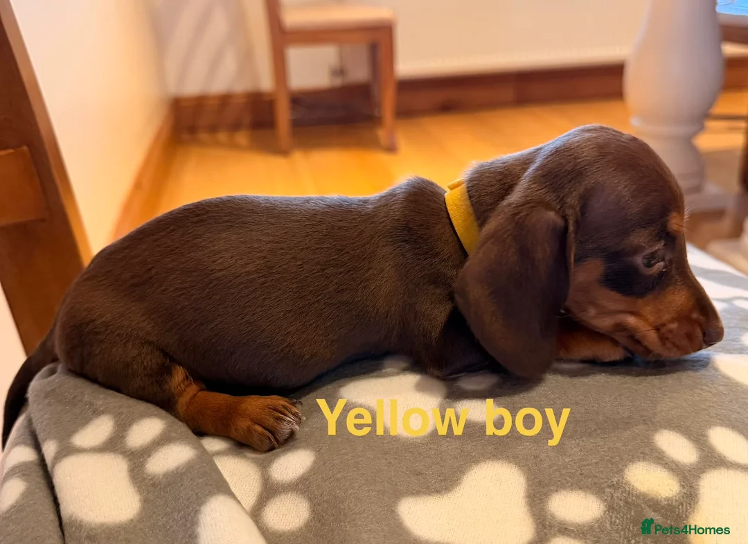 Miniature Dachshund dogs for sale: 5 miniature dachshund puppies  - Advert 8