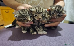 Bengal cats for sale: 4 Beautiful Bengal Kittens For Sale - Image 2