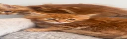 Maine Coon cats for sale: Stunning maine coon kittens xl excellent quality  - Advert 7