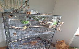 Cockatiels birds for sale: Pair of Cockatiels for sale  ( with cage) - Image 2