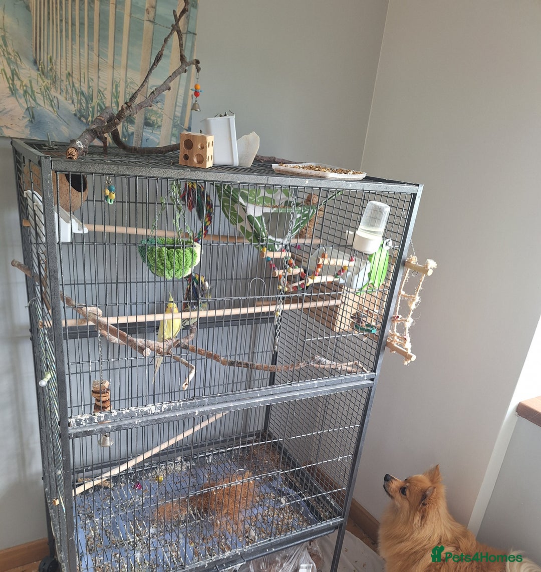 Cockatiels birds for sale: Pair of Cockatiels for sale  ( with cage) - Image 2