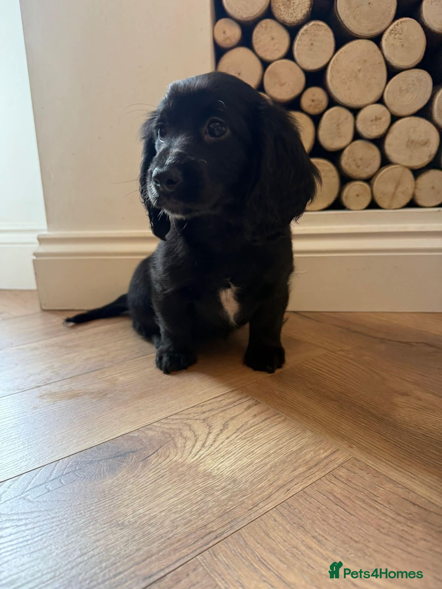Cocker Spaniel dogs Cocker spaniel ready now  - Advert 8