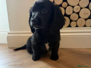 Cocker Spaniel dogs Cocker spaniel ready now - Advert 8