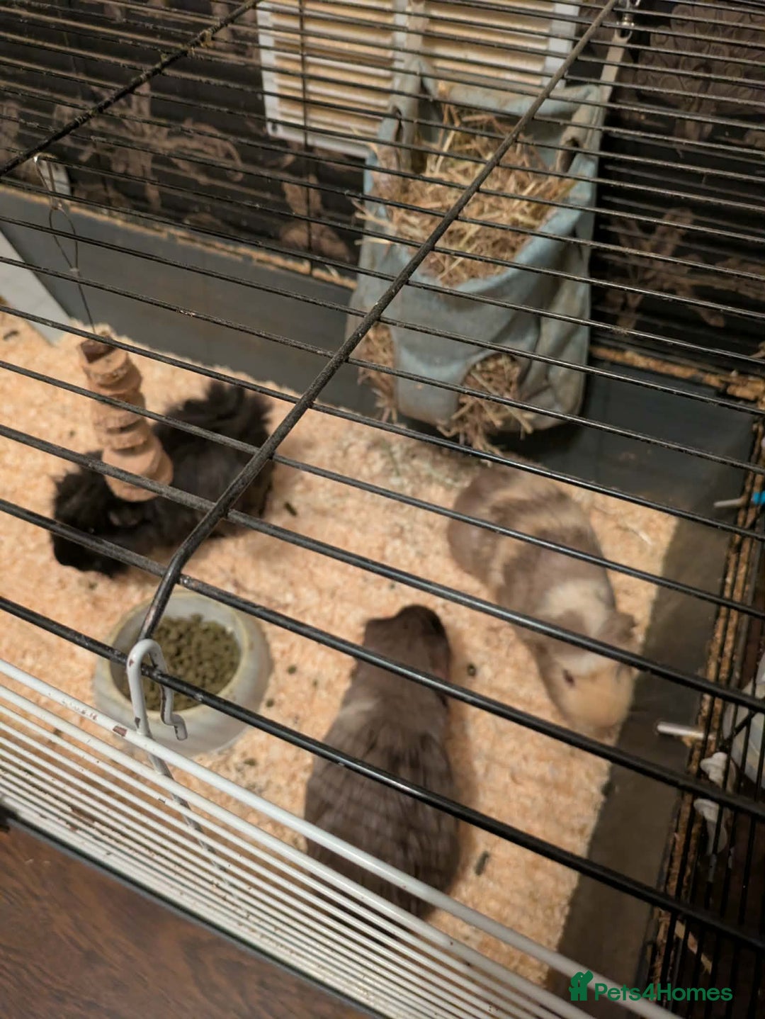 Guinea Pig rodents for sale: 3 gorgeous male guinea pigs for sale - Advert 4