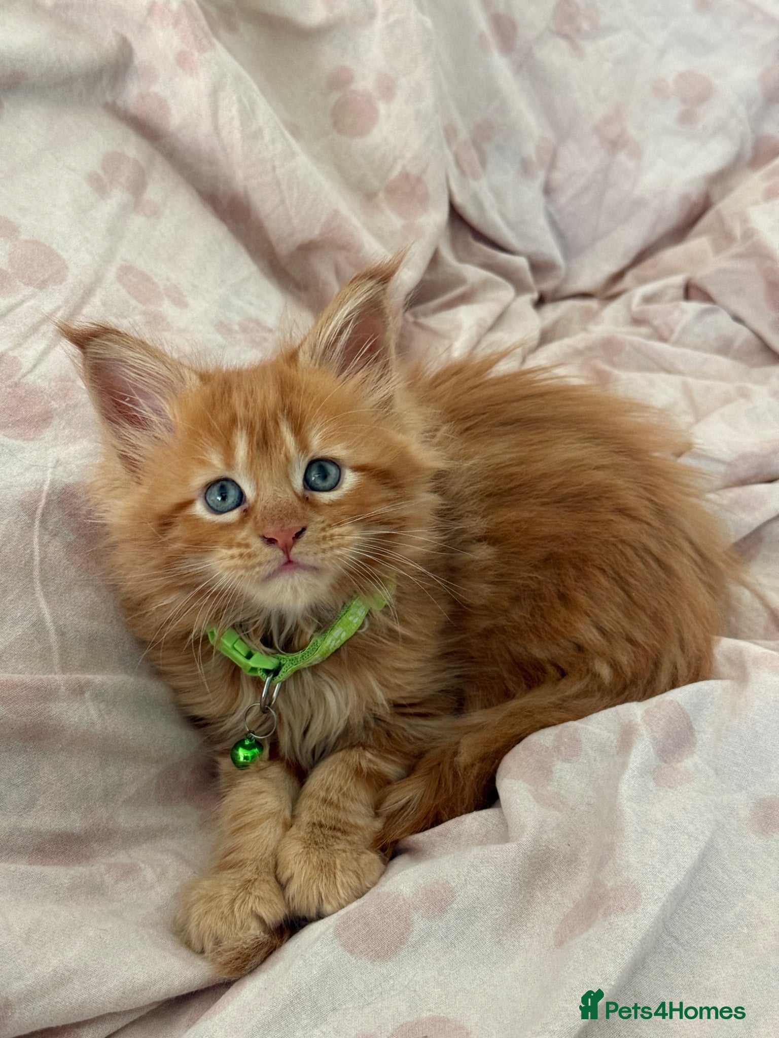 Maine Coon cats Beautiful Maine Coon Kittens – Ready to Reserve - Advert 2