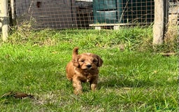 Cockapoo dogs for sale: 🌟Golden Cockapoos🌟 - Image 13