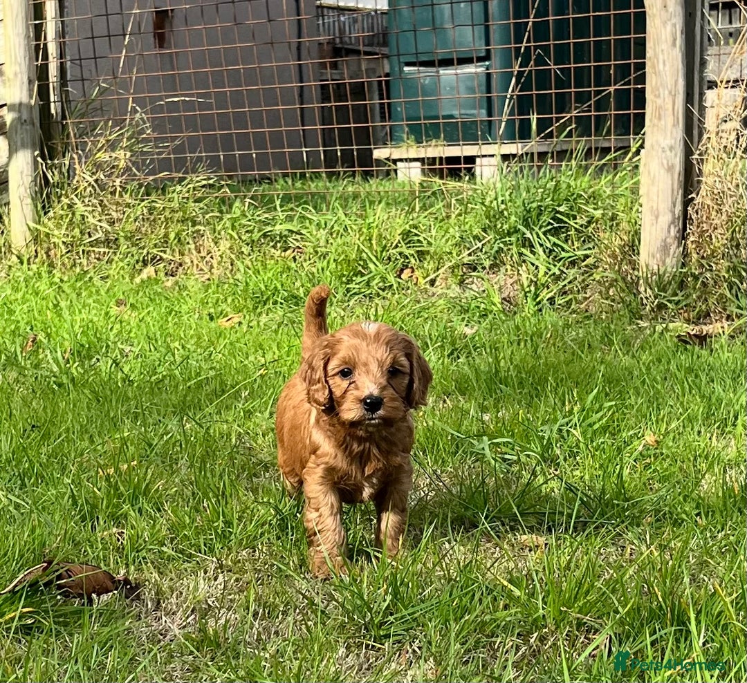 Cockapoo dogs for sale: 🌟Golden Cockapoos🌟 - Image 13