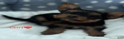 Yorkshire Terrier dogs for sale: Miniature yourkshire terrier - Advert 6