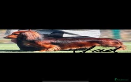 Miniature Dachshund dogs for sale: Mini long hair dapple dachshunds - Image 4