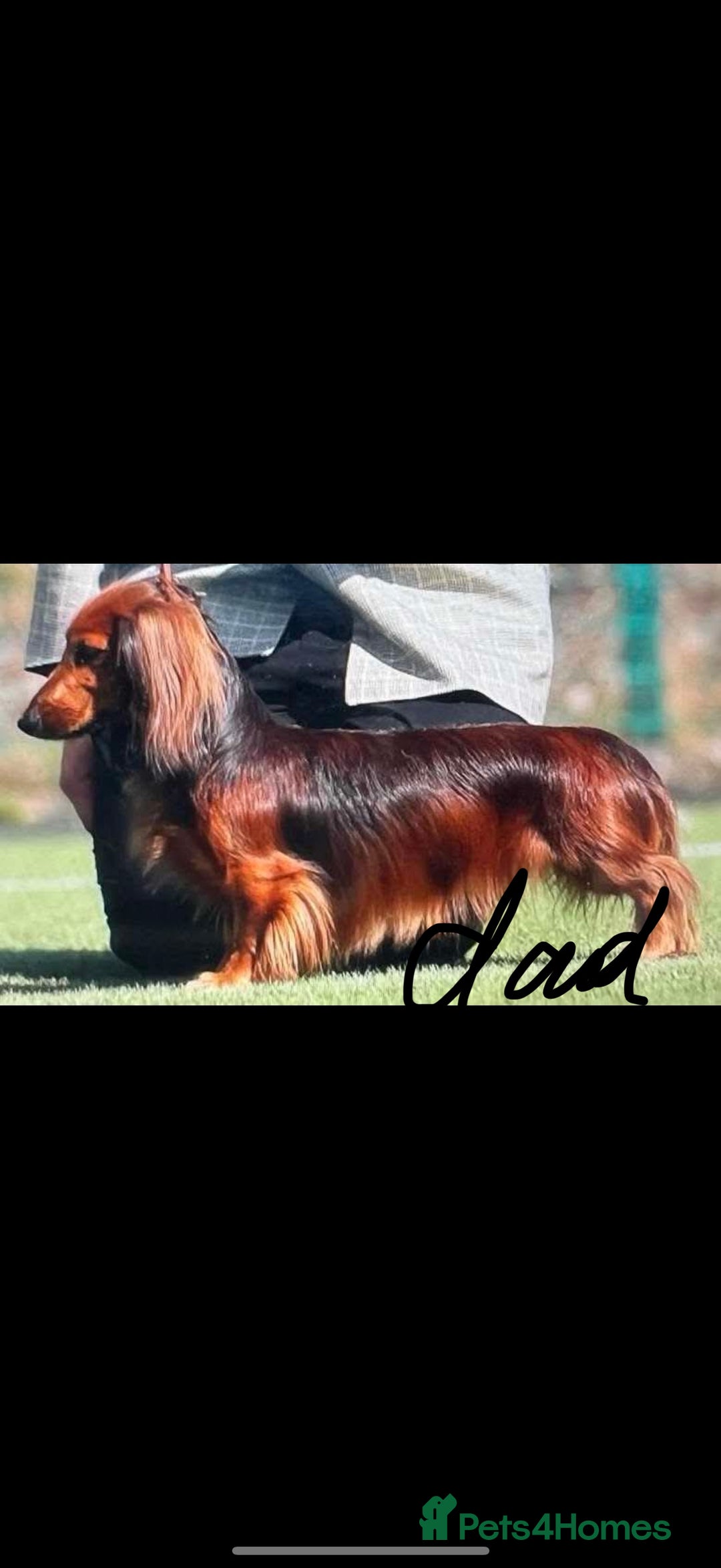 Miniature Dachshund dogs for sale: Mini long hair dapple dachshunds - Image 4