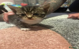 Mixed Breed cats for sale: 5 gorgeous kittens for sale  - Image 7