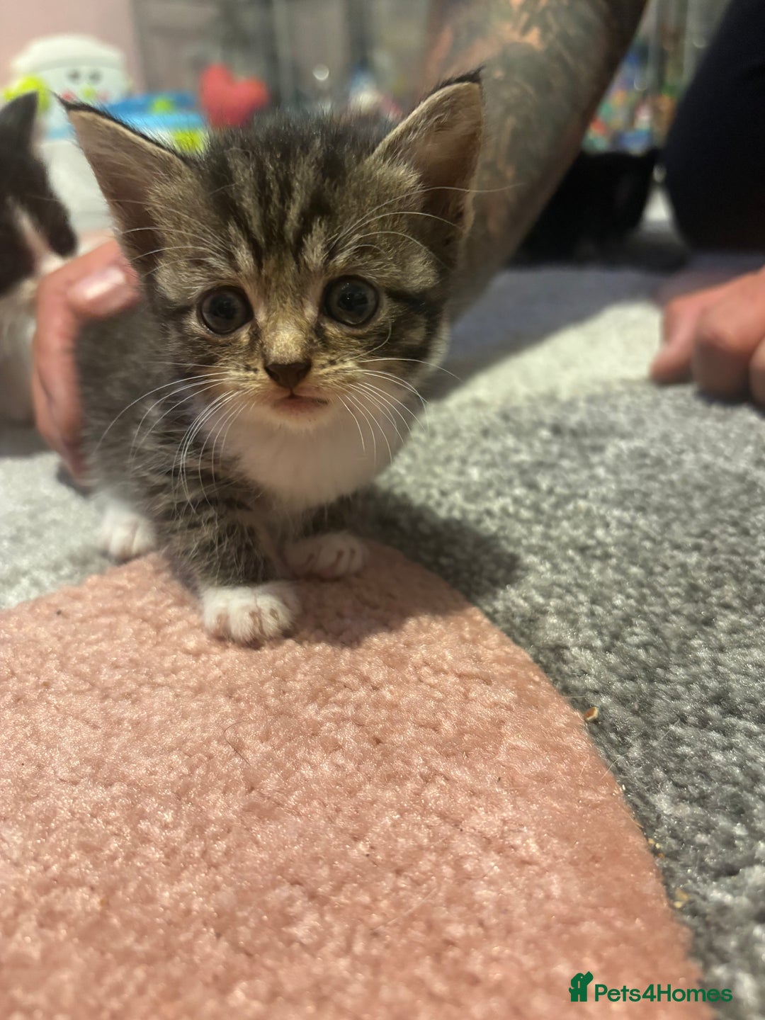 Mixed Breed cats for sale: 5 gorgeous kittens for sale  - Image 7