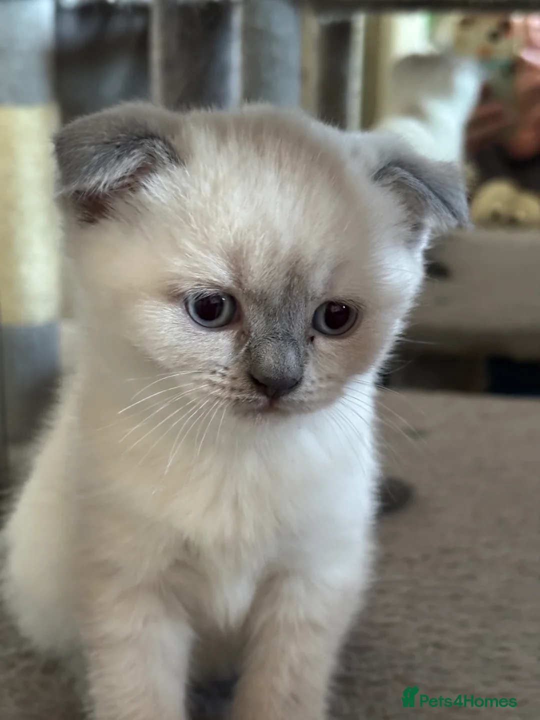 Scottish Fold cats for sale: Scottish fold and strait kittens - Advert 2