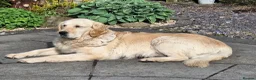 Golden Retriever dogs for sale: Beautiful litter of Golden Retriever puppies 🐶  - Advert 37
