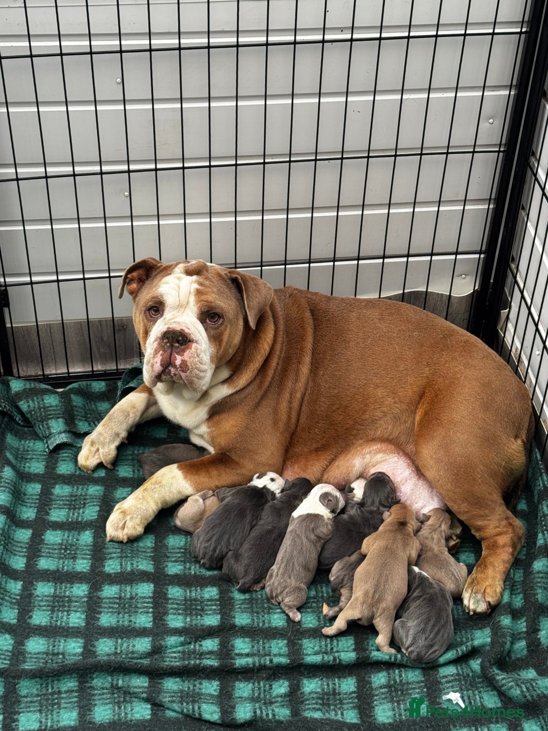 Olde English Bulldogge dogs for sale: Stunning Olde English pups - Image 11