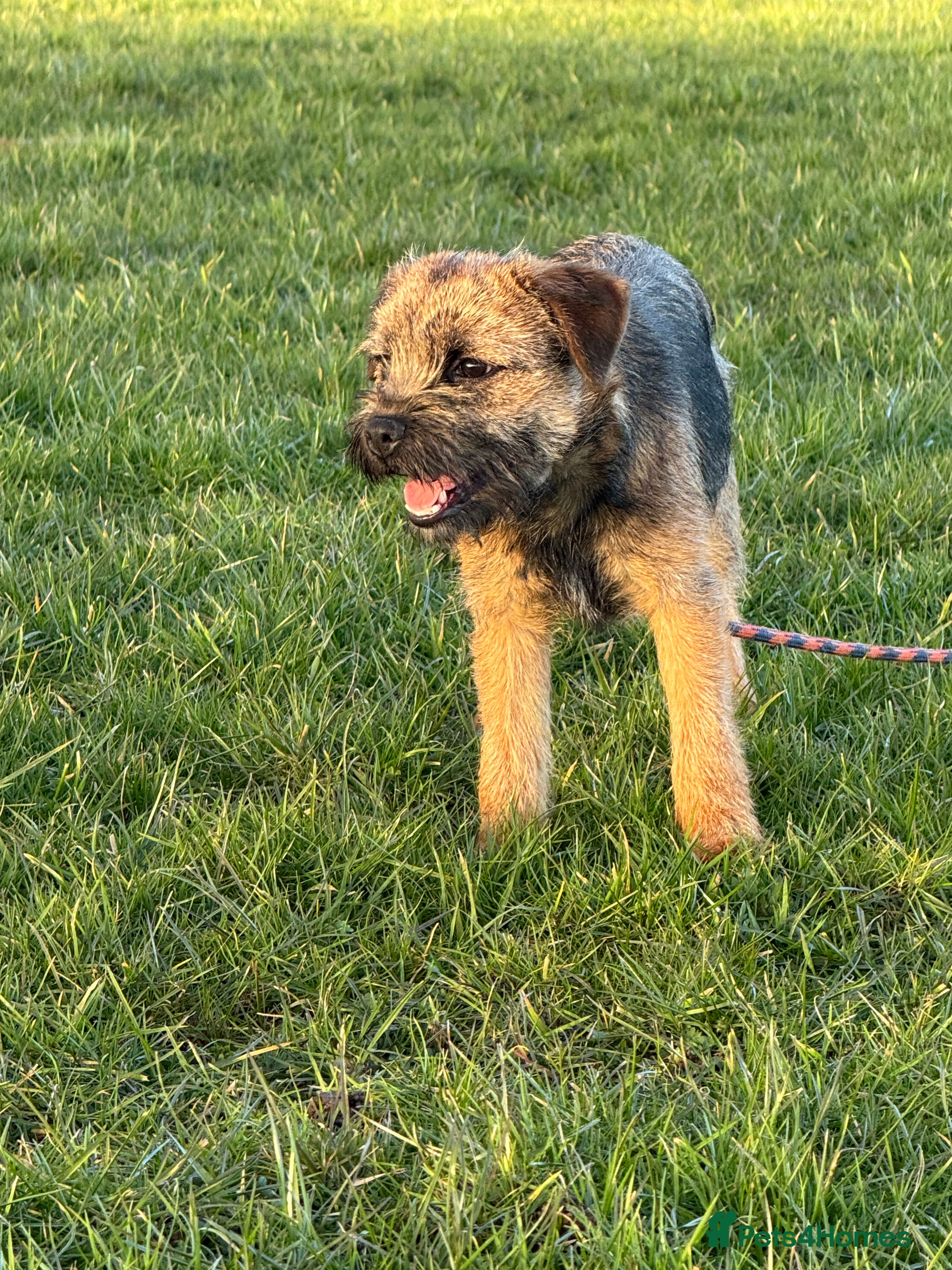 Border Terrier dogs KC Registered Border Terrier bitch puppy - Advert 1