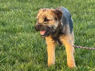 Border Terrier dogs KC Registered Border Terrier bitch puppy - Advert 1