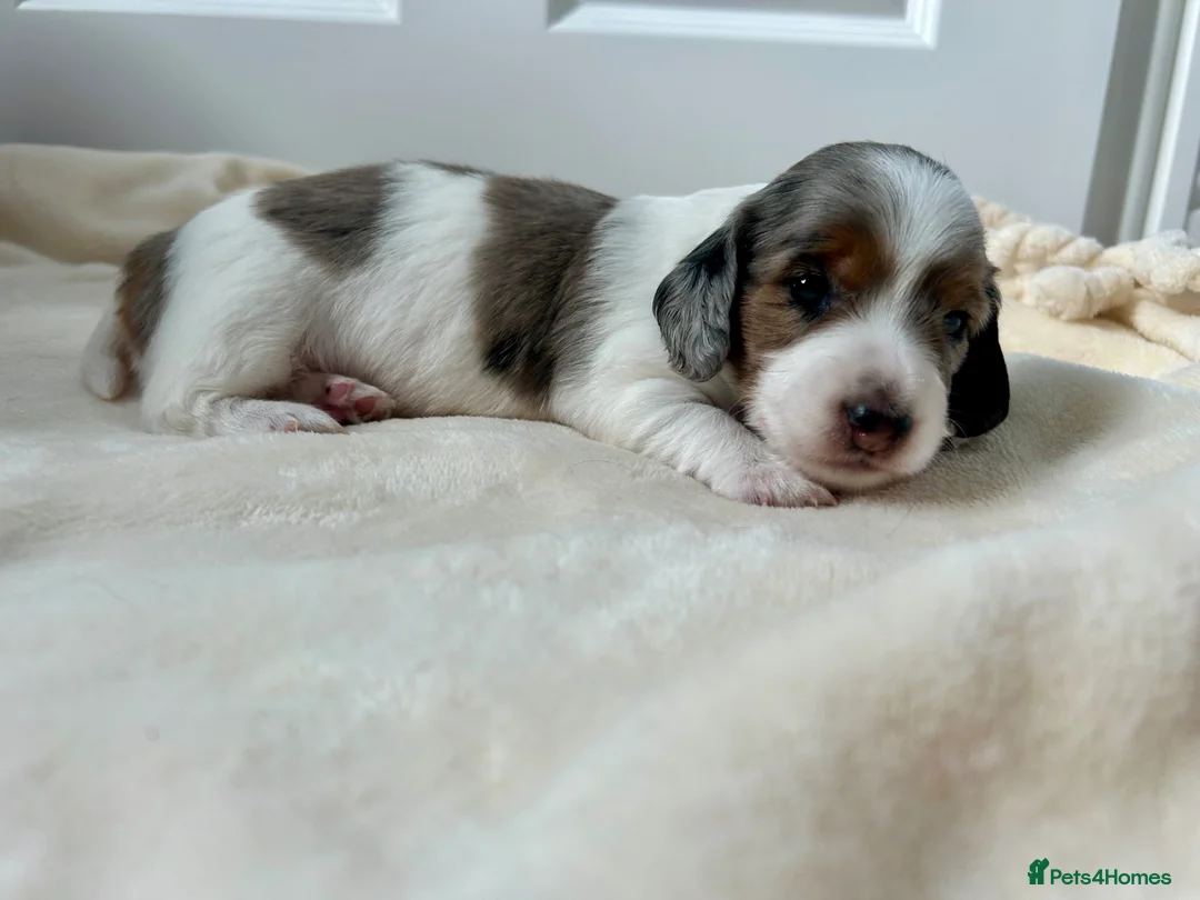 Miniature Dachshund dogs for sale: Beautiful KC Registered Long Hair Mini Dachshunds  - Advert 1