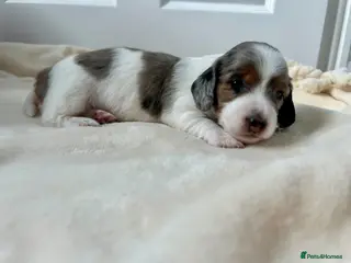 Miniature Dachshund dogs Beautiful KC Registered Long Hair Mini Dachshunds - Advert 2