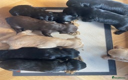 Mixed Breed dogs for sale: Labradoodle x Cocker Spaniel Pups - Image 2