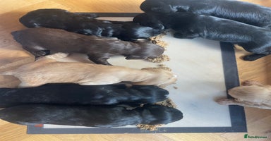Mixed Breed dogs - Advert 4