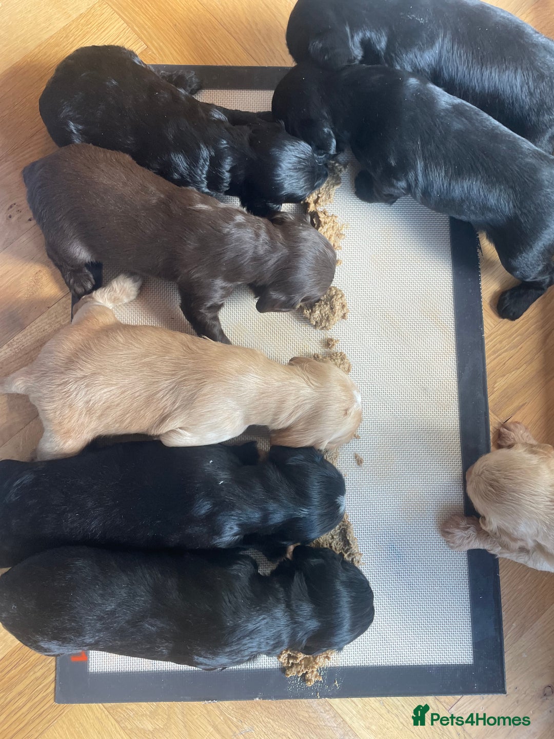 Mixed Breed dogs for sale: Labradoodle x Cocker Spaniel Pups - Image 2