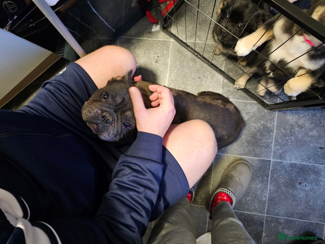 Mixed Breed dogs for sale: FRENSKY - French bulldog  - Advert 4