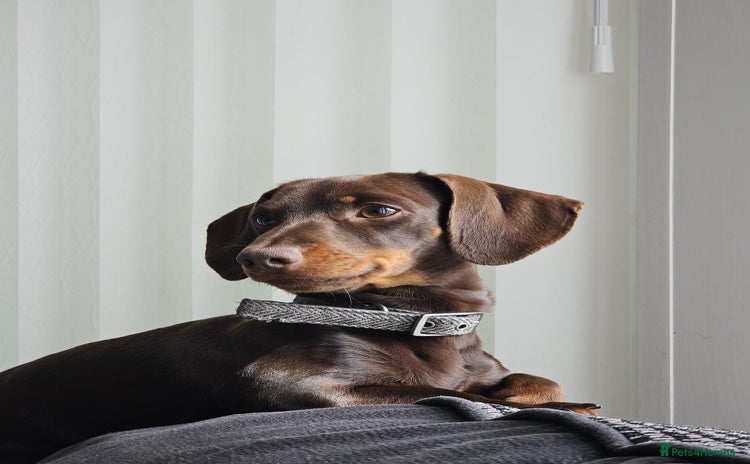 Miniature Dachshund dogs - Advert 15