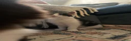 Domestic Shorthair cats for sale: Stunning litter off kittens - Advert 21