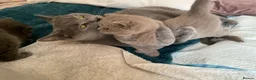 British Shorthair cats for sale: ADORABLE BRITISH SHORTHAIR KITTENS - Advert 22