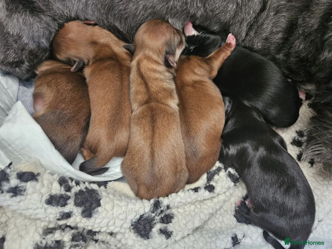 Lhasa Apso dogs for stud: Gorgeous proven pedigree Lhasa Apso for stud in Pontefract - Advert 16