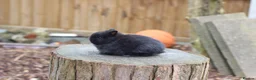 Netherland Dwarf rabbits for sale: Beautiful Netherland Dwarf Baby Rabbits  - Advert 5
