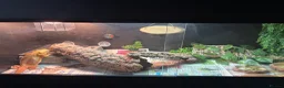 Bearded Dragon reptiles for sale: Darla  - Advert 2