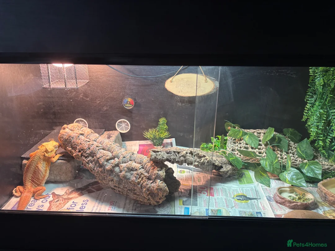 Bearded Dragon reptiles for sale: Darla  - Advert 2