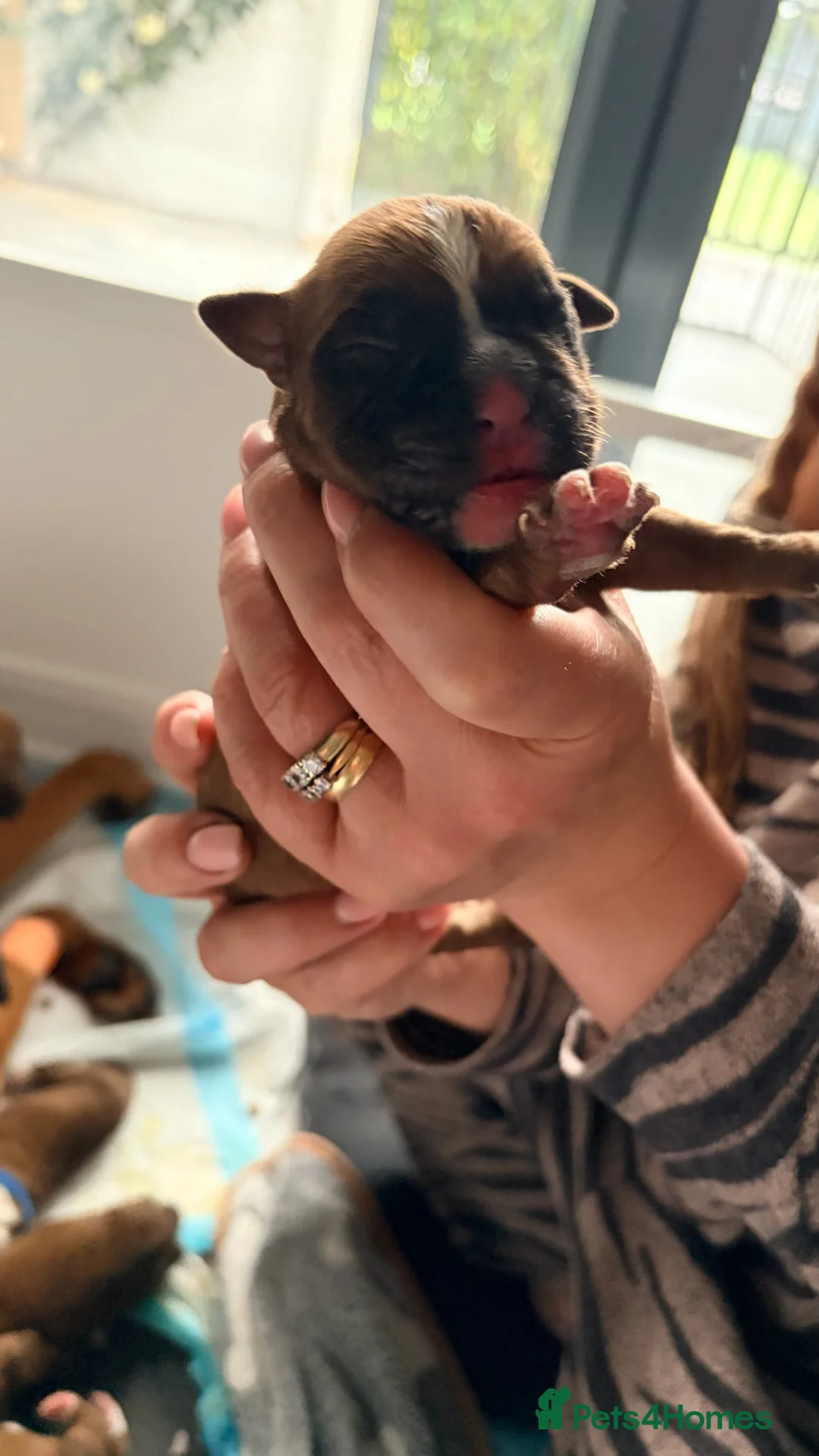 Boxer dogs for sale: Beautiful litter of boxee pups  - Advert 20