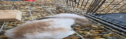 French Lop rabbits for sale: Giant french lop babies - Advert 8
