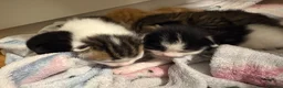 Domestic Shorthair cats for sale: Kittens for sale  - Advert 32